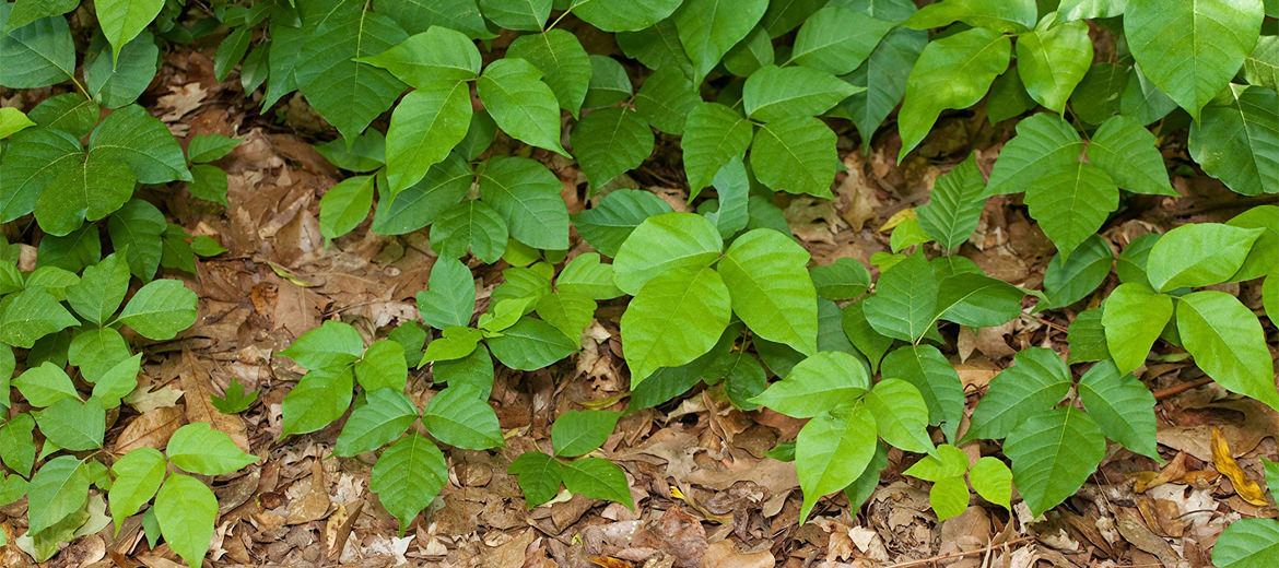 Poison Ivy Treatment